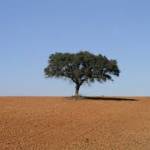 Alentejo Ao Rubro